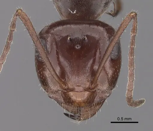Myrmecocystus mimicus specimen CASENT0280512 image casent0280512_2