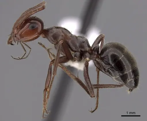 Myrmecocystus mimicus specimen CASENT0280512 image casent0280512_3