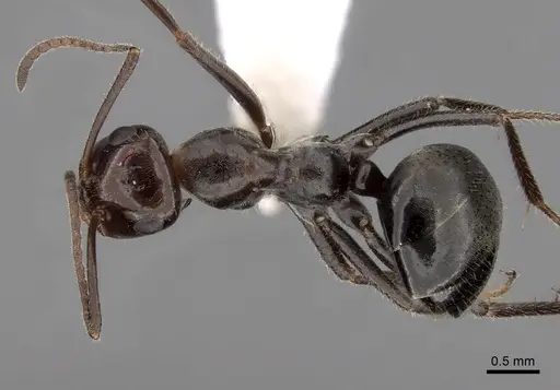 Myrmecocystus mimicus specimen CASENT0280513 image casent0280513_1