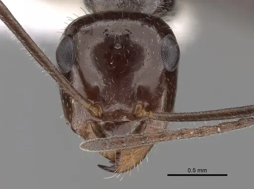 Myrmecocystus mimicus specimen CASENT0280513 image casent0280513_2