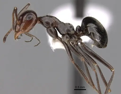 Myrmecocystus mimicus specimen CASENT0280513 image casent0280513_3