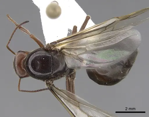 Myrmecocystus mimicus specimen CASENT0862011 image casent0862011_1