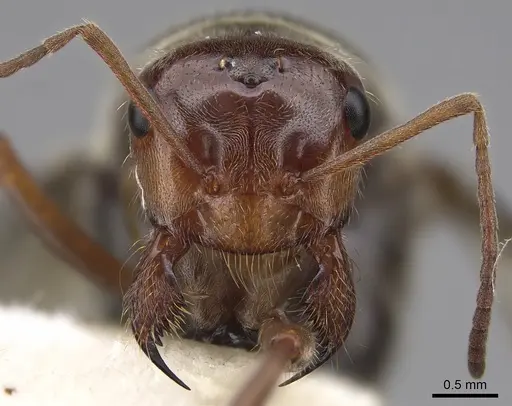 Myrmecocystus mimicus specimen CASENT0862011 image casent0862011_2