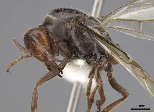 Myrmecocystus mimicus specimen CASENT0862011 image casent0862011_3