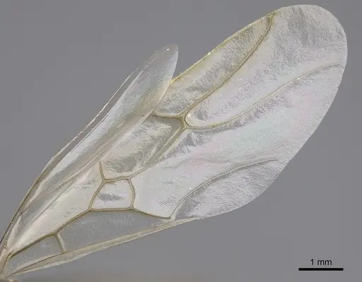 Myrmecocystus mimicus specimen CASENT0862011 image casent0862011_4