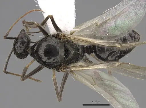 Myrmecocystus mimicus specimen CASENT0862012 image casent0862012_1