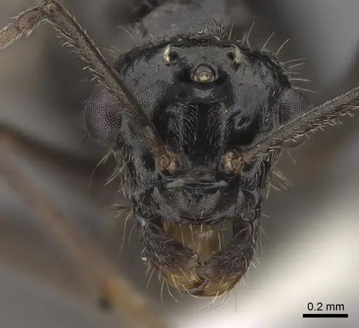 Myrmecocystus mimicus specimen CASENT0862012 image casent0862012_2