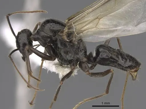 Myrmecocystus mimicus specimen CASENT0862012 image casent0862012_3