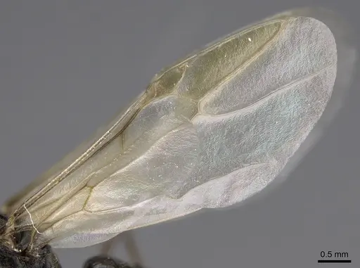 Myrmecocystus mimicus specimen CASENT0862012 image casent0862012_4