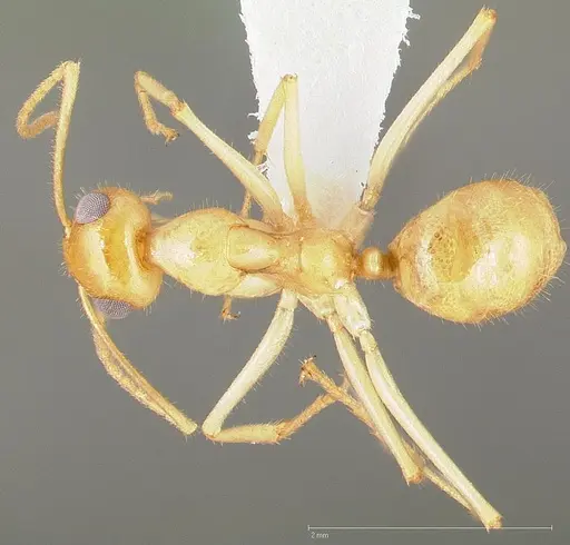 Myrmecocystus navajo specimen CASENT0005422 image casent0005422_1