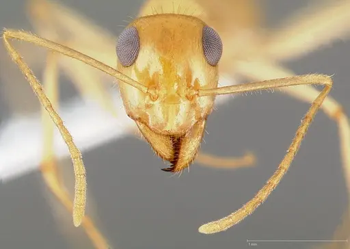 Myrmecocystus navajo specimen CASENT0005422 image casent0005422_2