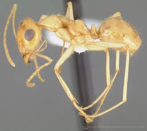 Myrmecocystus navajo specimen CASENT0005422 image casent0005422_3