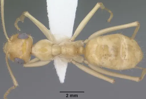 Myrmecocystus navajo specimen CASENT0102816 image casent0102816_1