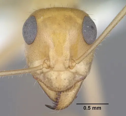 Myrmecocystus navajo specimen CASENT0102816 image casent0102816_2