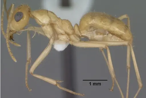 Myrmecocystus navajo specimen CASENT0102816 image casent0102816_3