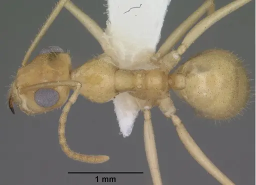 Myrmecocystus navajo specimen CASENT0102817 image casent0102817_1