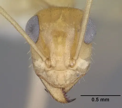 Myrmecocystus navajo specimen CASENT0102817 image casent0102817_2