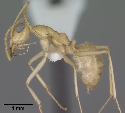 Myrmecocystus navajo specimen CASENT0102817 image casent0102817_3