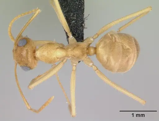 Myrmecocystus navajo specimen CASENT0118162 image casent0118162_1