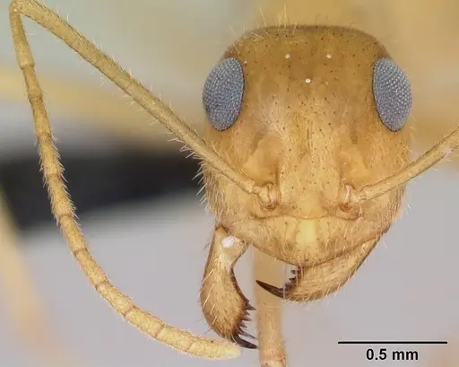 Myrmecocystus navajo specimen CASENT0118162 image casent0118162_2