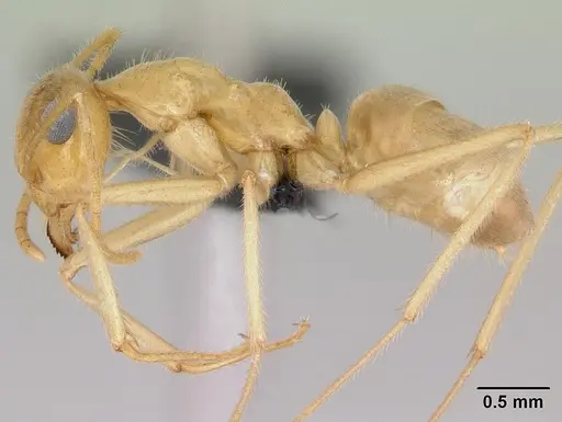 Myrmecocystus navajo specimen CASENT0118162 image casent0118162_3