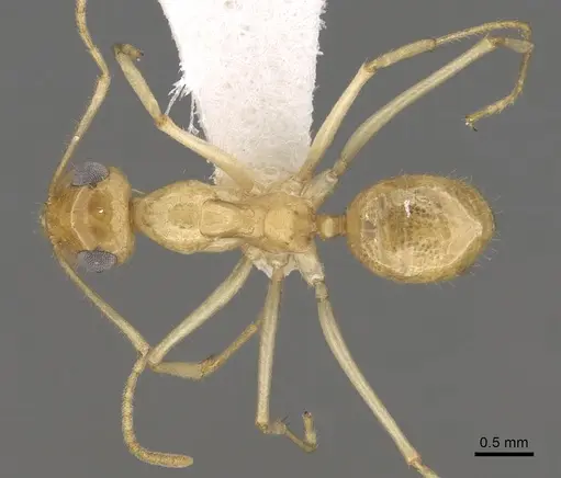 Myrmecocystus navajo specimen CASENT0280532 image casent0280532_1