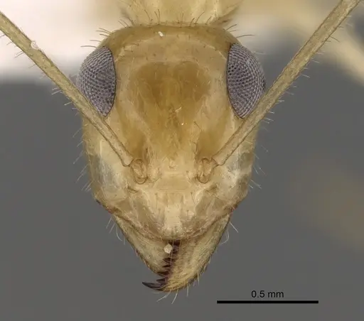 Myrmecocystus navajo specimen CASENT0280532 image casent0280532_2