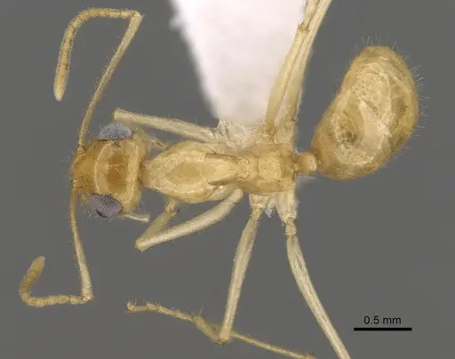 Myrmecocystus navajo specimen CASENT0280533 image casent0280533_1