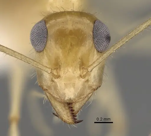 Myrmecocystus navajo specimen CASENT0280533 image casent0280533_2