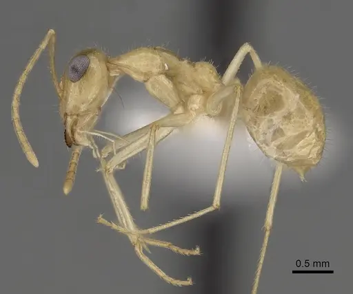 Myrmecocystus navajo specimen CASENT0280533 image casent0280533_3