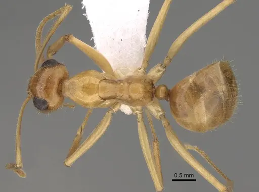 Myrmecocystus navajo specimen CASENT0280534 image casent0280534_1