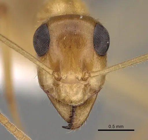 Myrmecocystus navajo specimen CASENT0280534 image casent0280534_2