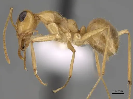Myrmecocystus navajo specimen CASENT0280534 image casent0280534_3