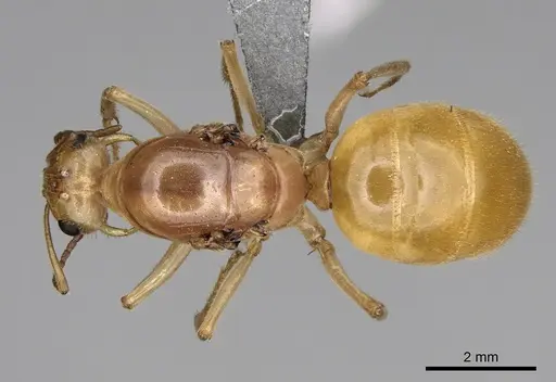 Myrmecocystus navajo specimen CASENT0872150 image casent0872150_1