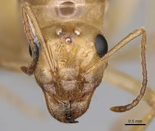 Myrmecocystus navajo specimen CASENT0872150 image casent0872150_2