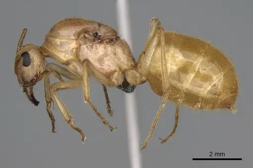 Myrmecocystus navajo specimen CASENT0872150 image casent0872150_3