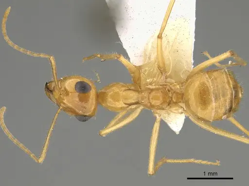 Myrmecocystus navajo specimen CASENT0923356 image casent0923356_1