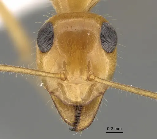 Myrmecocystus navajo specimen CASENT0923356 image casent0923356_2
