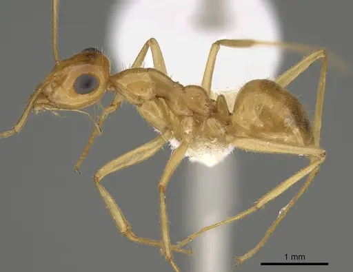 Myrmecocystus navajo specimen CASENT0923356 image casent0923356_3