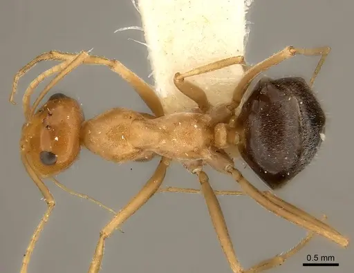 Myrmecocystus nequazcatl specimen CASENT0217728 image casent0217728_1