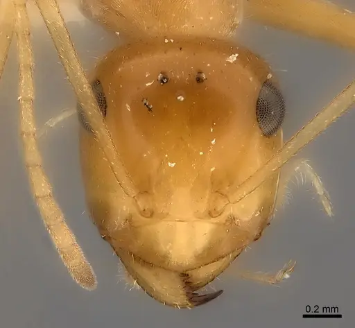 Myrmecocystus nequazcatl specimen CASENT0217728 image casent0217728_2