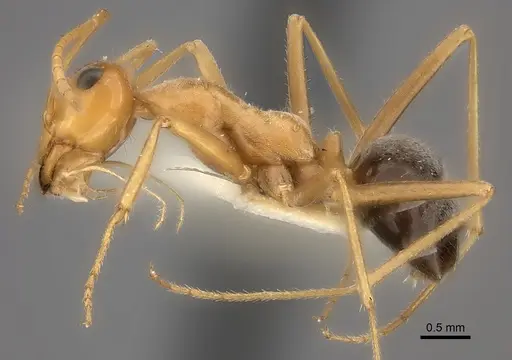 Myrmecocystus nequazcatl specimen CASENT0217728 image casent0217728_3