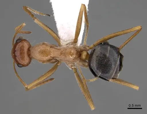 Myrmecocystus nequazcatl specimen CASENT0280515 image casent0280515_1