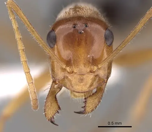 Myrmecocystus nequazcatl specimen CASENT0280515 image casent0280515_2
