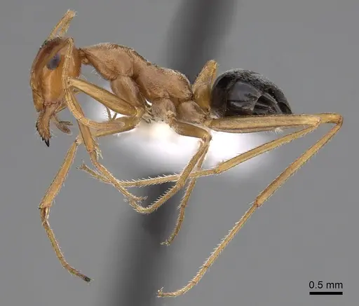 Myrmecocystus nequazcatl specimen CASENT0280515 image casent0280515_3
