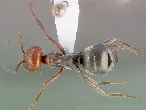 Myrmecocystus placodops specimen CASENT0005415 image casent0005415_1