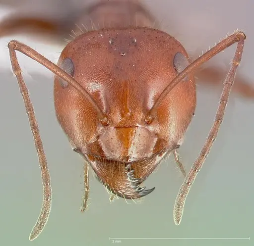 Myrmecocystus placodops specimen CASENT0005415 image casent0005415_2