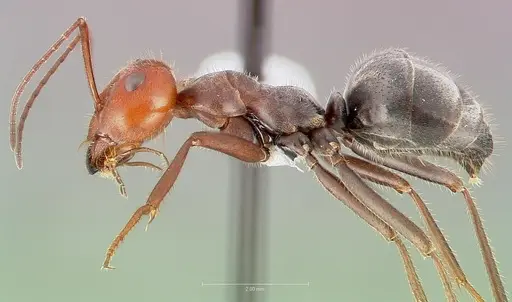 Myrmecocystus placodops specimen CASENT0005415 image casent0005415_3