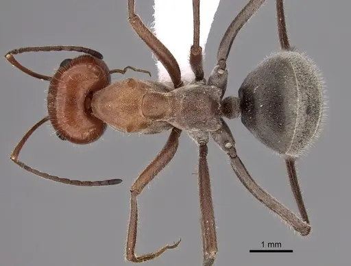 Myrmecocystus placodops specimen CASENT0280508 image casent0280508_1