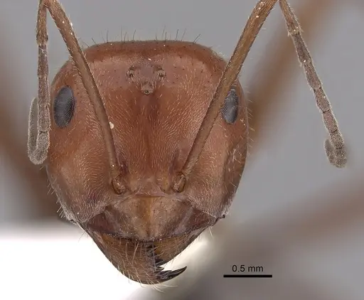 Myrmecocystus placodops specimen CASENT0280508 image casent0280508_2